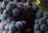 Bordeaux wijnen | Cabernet Franc