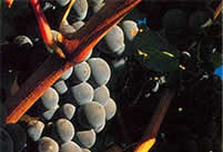 Bordeaux wijnen | Cabernet Sauvignon druif